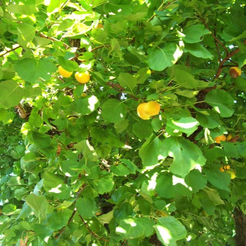 Aprikosenbaum am Haus Martha